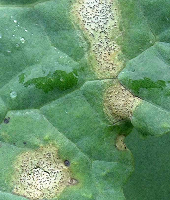 Les maladies culture Le colza Phoma du colza